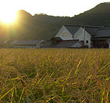 Sake rice at sunset